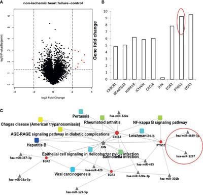 GEO Data Sets Analysis Identifies COX-2 and Its Related Micro RNAs as Biomarkers for Non-Ischemic Heart Failure